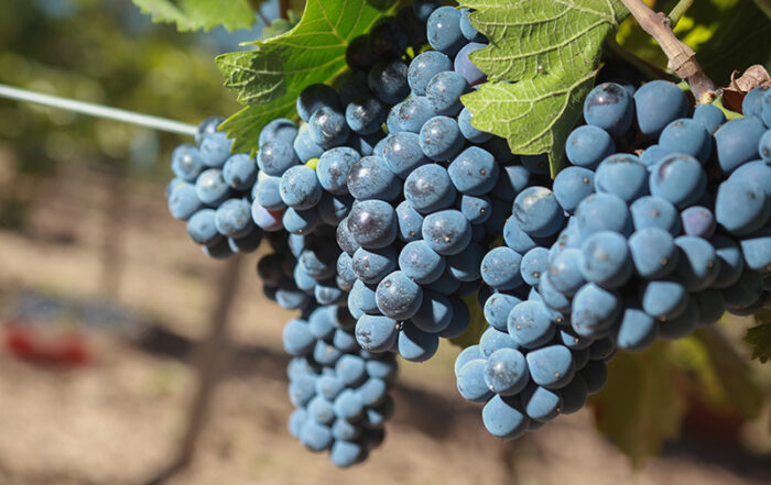 Expectativas positivas, vitivinicultura argentina