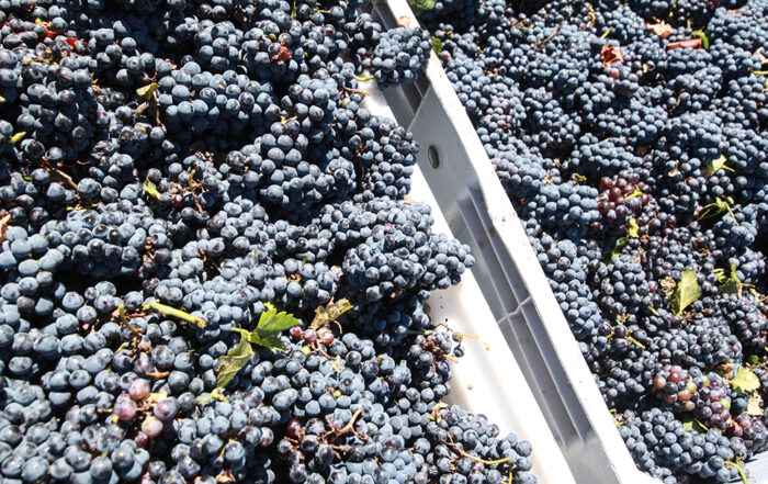 Uvas recién cosechadas de malbec