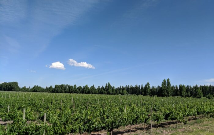 Finca la conquista | Vino Nival Malbec