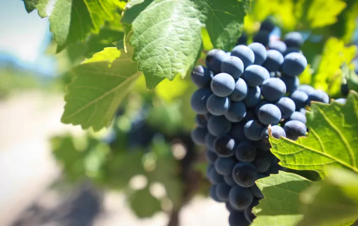 Descifraron el genoma del malbec